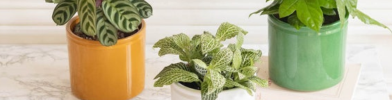 Aucun message non lu